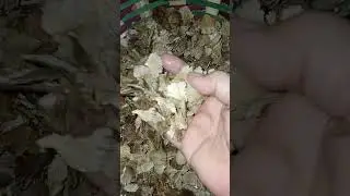 #treeearfungus #bracketfungus #ediblefood #youtubeshort #satisfyingshort