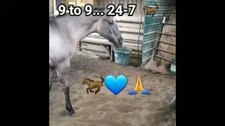 Farm Life 24-7, Wouldn't change a thing!! #horselife #horses #farming #shortvideo #video #farming 💙🙏