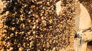 Silent ASMR Cleaning &ndash; Barnacles Removal from Rusty Boat Hull