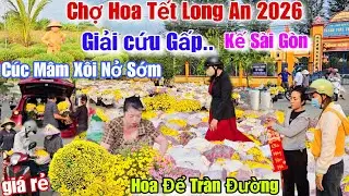 Giải cứu Gấp..Cúc Mâm Xôi nở sớm tết 2026 giá rẻ 