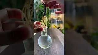 🌿 Ficus planten zijn supermakkelijk te stekken! ✂