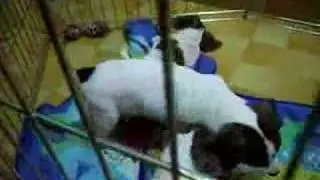Jrt baby