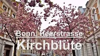 Amazing // cherry blossom time // japanische Kirschblüte in Bonn// Sakura