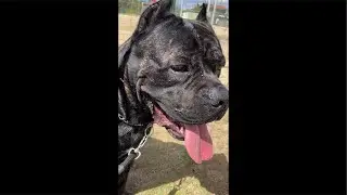 Cane Corso Monstro do P&acirc;ntano  est&aacute; ao vivo! Ao vivo agora 🐾🔥 Entra, comenta e compartilha!