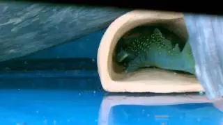 L 200 Hemiancistrus subvirides mit Gelege in der Welsh&ouml;hle