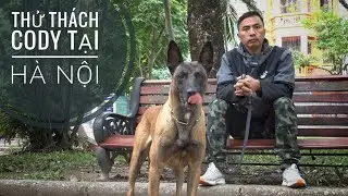 Gặp Malinois Cody tại Hà Nội & Test 