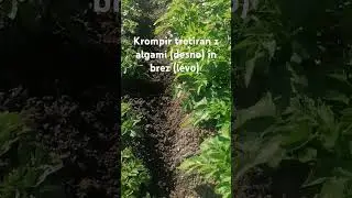 krompir tretiran z algami in brez alg #bcx900
