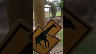 Western Cape hidden gems: Giraffe House