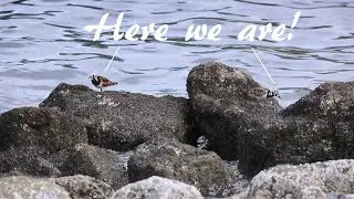 Камнешарки (лат. Arenaria interpres) / Turnstones / キョウジョシギ