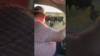 How we check cows!