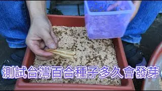 測試台灣百合種子多久會發芽【2023/09/17】