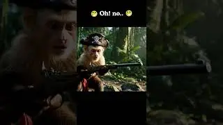 Monkey Pirate Accidentally Fires the Gun #wildlife #animals