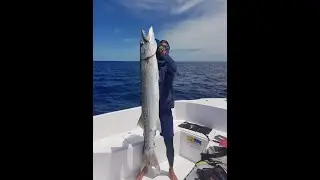 Énorme Barracuda au Jig - Seychelles