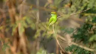 Asian green bee-eater birds hunting food.... #reels #viral #nature #birds #viralreels #video #new