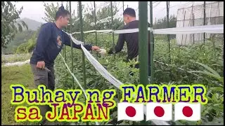 Buhay ng #FARMER sa #JAPAN EP1 #Buhayofwjapan #workabroad #japanjobs