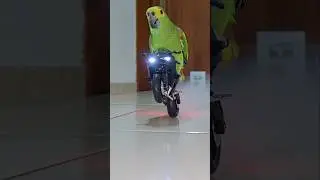 Motorcycle Parrot 🦜 #parrot #motorcycle #moto #birds #animalshorts #pets #kawasaki #kawasakininja