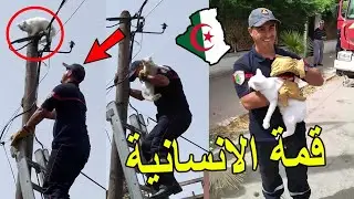 رجال الحماية المدنية الجزائرية تنقذ قط من فوق عمود الكهربائي .. قمة الانسانية !!