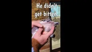 Turtle Gets Examined by Vet