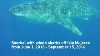 Sport Diver In The Field: Snorkeling with Whale Sharks in Isla Mujeres