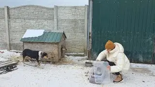 Chained Dogs in Winter Frost &mdash; They Were Waiting for Me