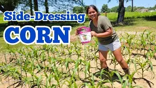 Side-Dressing Corn With Organic Blood Meal