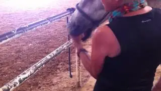 Margret Henkles Cranial Sacral Release Equine