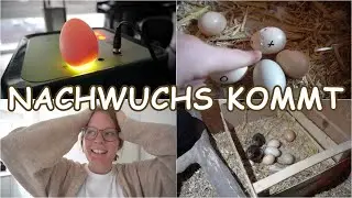 KÜKEN SCHLÜPFEN! | Kunst und Naturbrut | Familienvlog