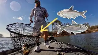 FOLLOW THE SHAD - Clarks Hill Bass Tournament