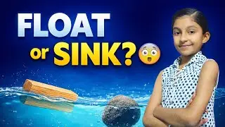 Float or Sink? | The Science Behind Why Objects Float or Sink