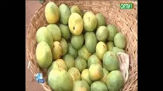 Grand Format : La filière mangue génère un chiffre d'affaires de près de 10 milliards de Fcfa