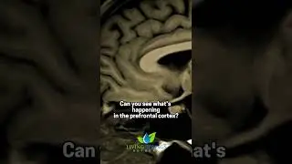 Barbara O'Neill: Decoding the Prefrontal Cortex