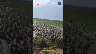 Integrated Rice Duck Farming