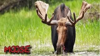 Bull Moose Spotted On Peck Lake Trail Algonquin Provincial Park