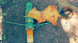 create bamboo trap hunting flying squirrel in the forest