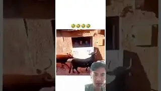 tebak ending deh🤣 #lucu #videolucu #lucuabis #reaction #shorts