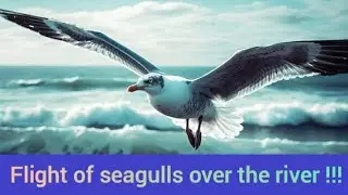 Flight of seagulls over the river !!!