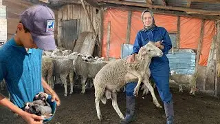 BÜYÜT-BESLE-SAT💯BİR KUCAK YAVRU BULDUK🐶