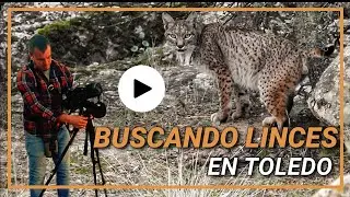 Buscando LINCES en TOLEDO |#3| Fauna Manchega