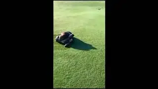 African rock python kills antelope on the fairway of a golf course