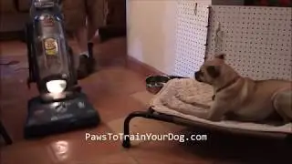 Ringo & The Vacuum - Paws To Train Your Dog - Phoenix Dog Trainer
