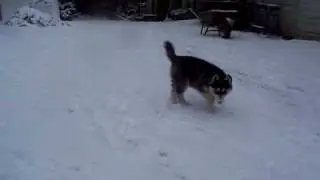 siberian husky  weibchen von asti langhaarig