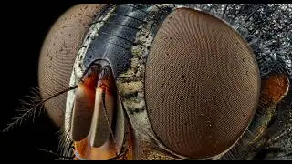 What We Can't See With the Naked Eye &ndash; Extreme Close-Ups of Life