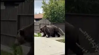 A huge bear destroyed a fence #shocking #bear #closecall