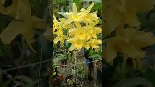 hermosa orquidea Dendrobium en floraci&oacute;n 🥰 #orquidias #plantas #miniorquidea