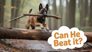 Belgian Malinois sprinting through the forest