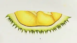 Durian | Watercolor painting - Time lapse