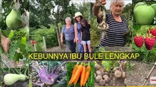 PANEN SAYURAN DAN BUAH DIKEBUN IBU BULE TETANGGA