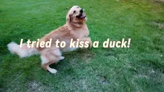 I tried to kiss a duck!