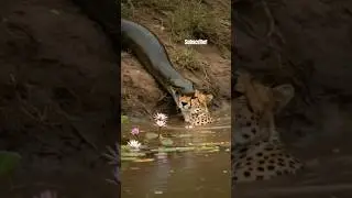 Anaconda & Cheetah AI Art Project!