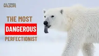 Why the Polar Bear is Nature's Most Dangerous Perfectionist? ❄️🐻&zwj;❄️